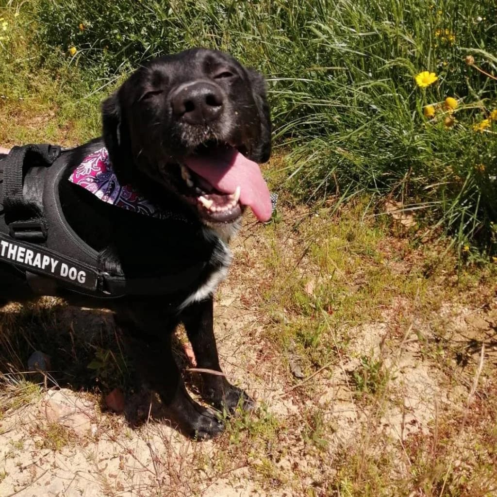 PETIFYC11076 photo 7