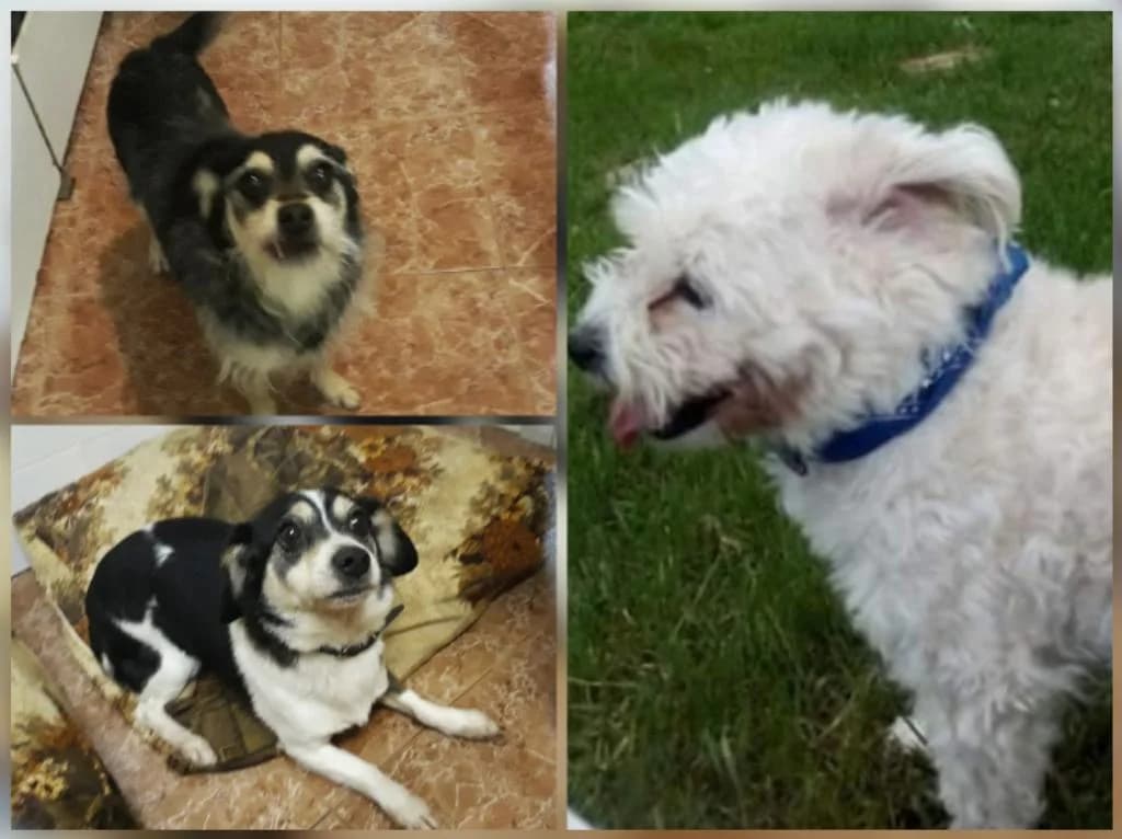 PETIFYC11078 photo 7