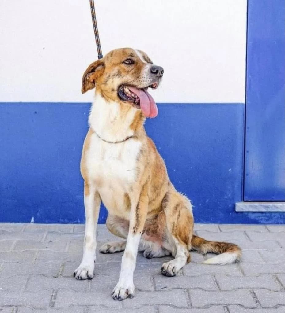 PETIFYC11078 photo 8