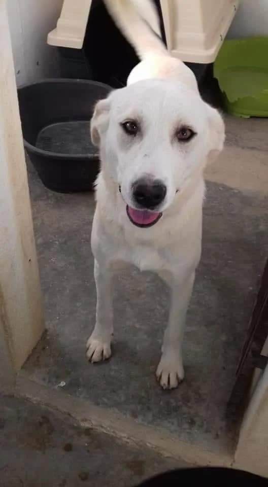 PETIFYC11084 photo 4