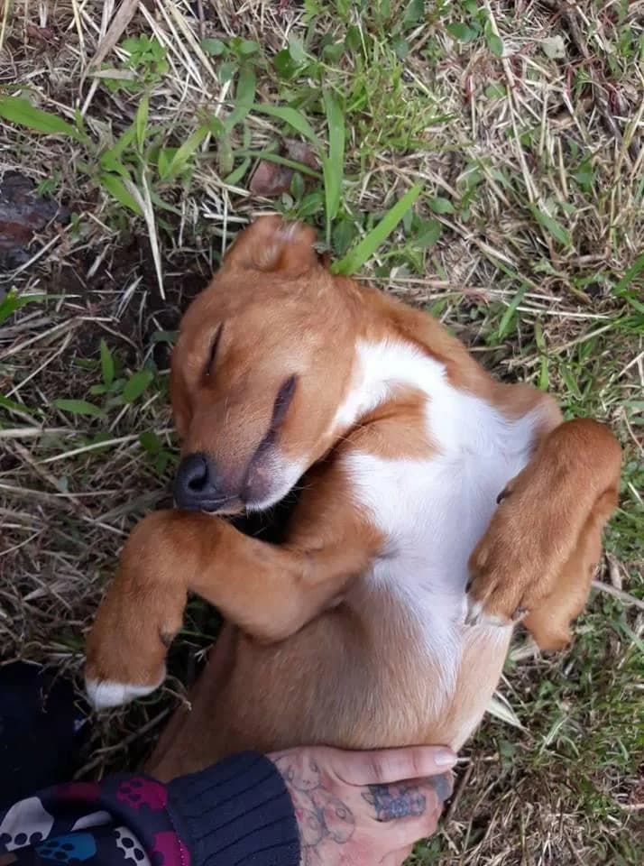 PETIFYC11084 photo 5