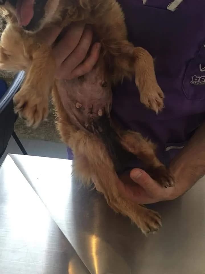 PETIFYC11084 photo 6