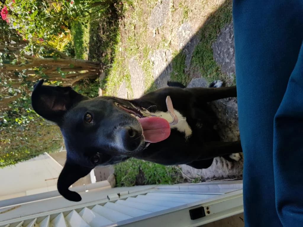 PETIFYC11084 photo 7