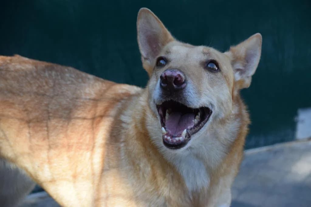 PETIFYC11085 photo 4