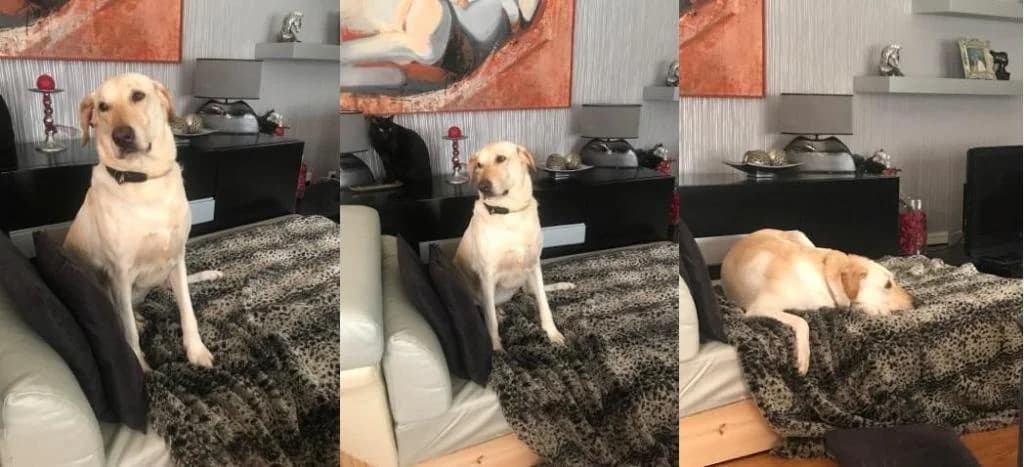 PETIFYC11085 photo 5