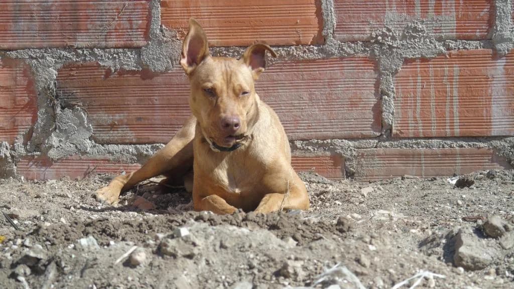 PETIFYC11085 photo 6