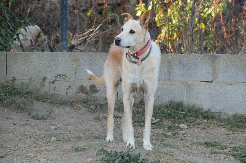 PETIFYC11085 photo 7