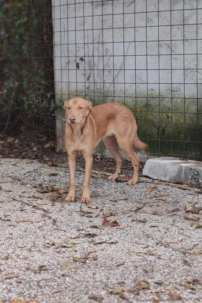 PETIFYC11102 photo 2