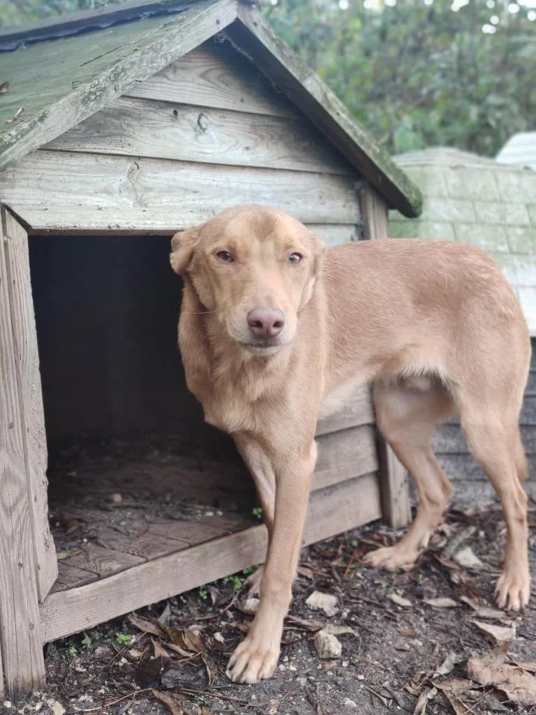 PETIFYC11102 photo 3