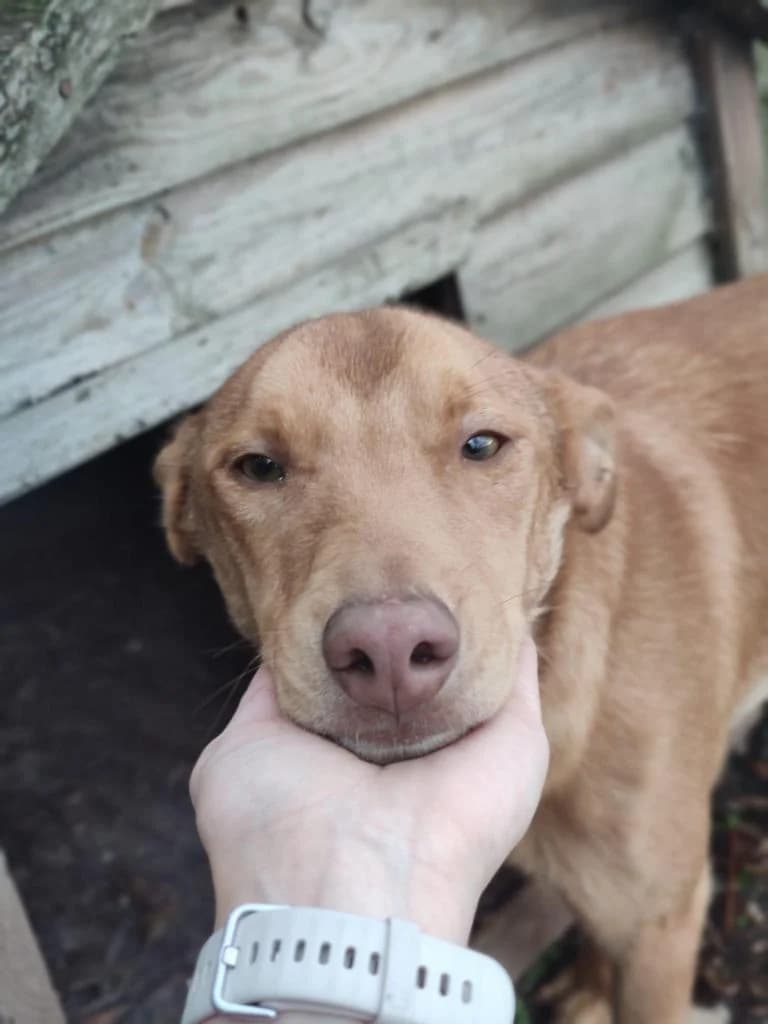 PETIFYC11102 photo 4