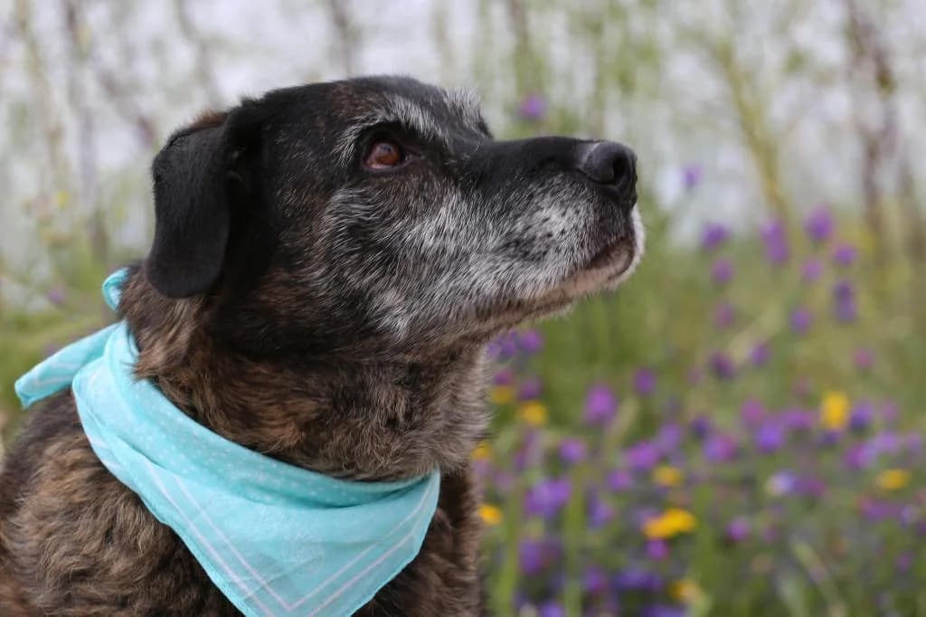 PETIFYC11102 photo 7