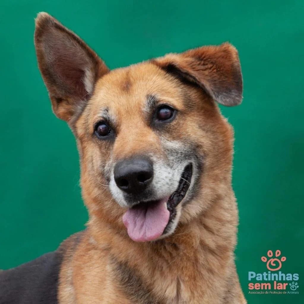 PETIFYC11102 photo 8