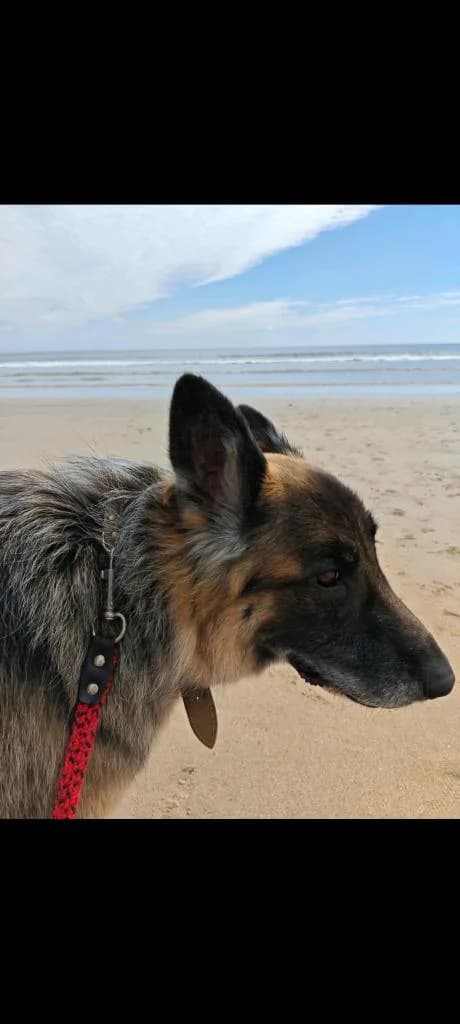 PETIFYC11113 photo 2