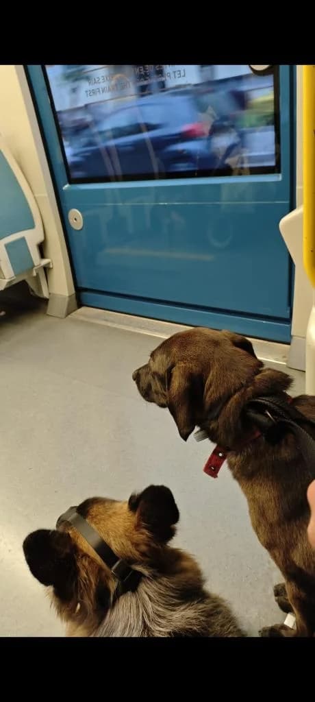 PETIFYC11113 photo 3