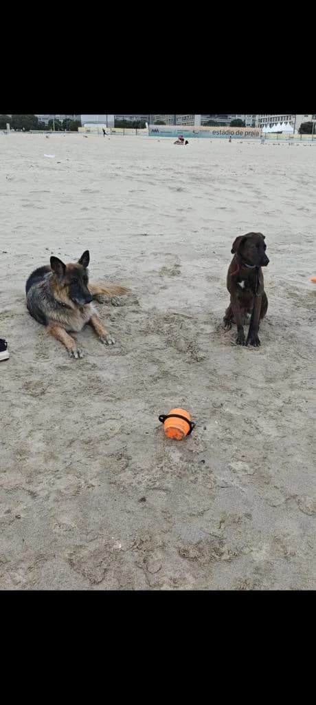 PETIFYC11113 photo 4