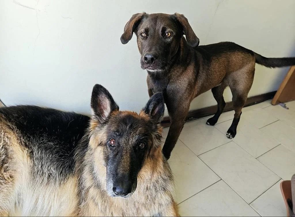 PETIFYC11113 photo 6