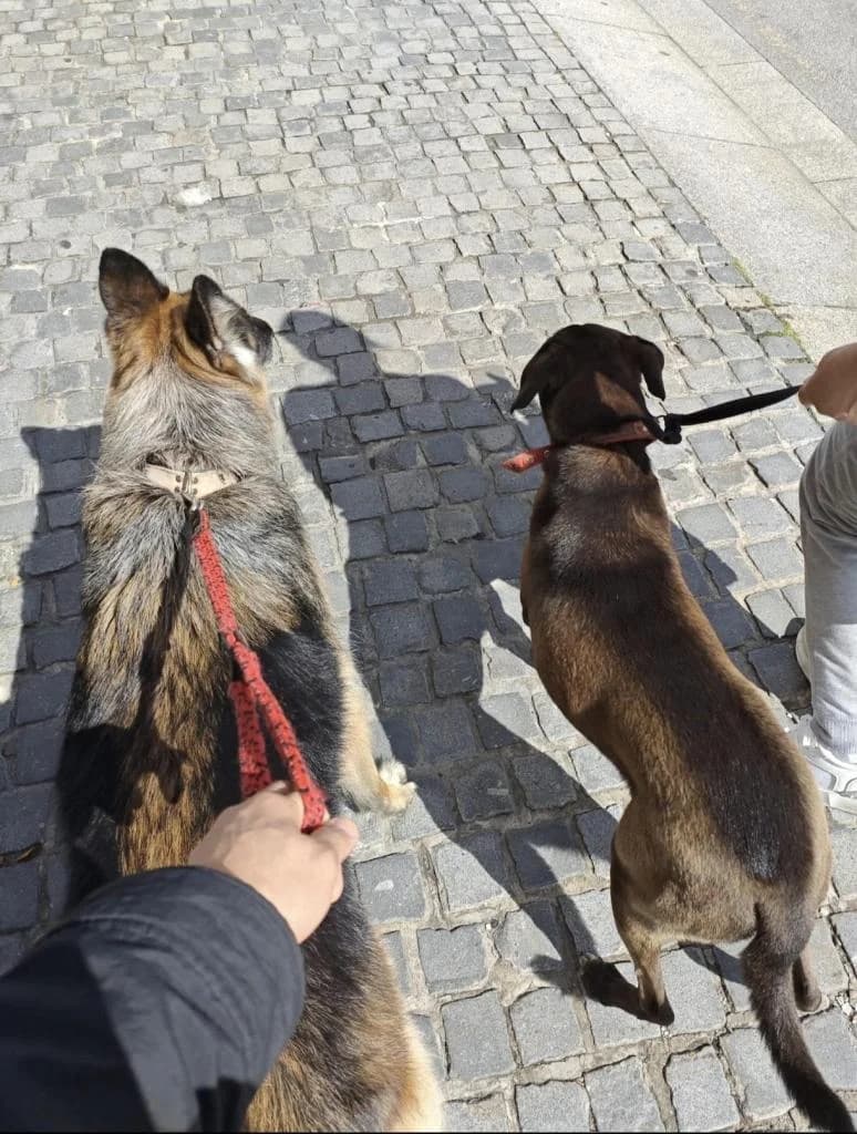 PETIFYC11113 photo 7