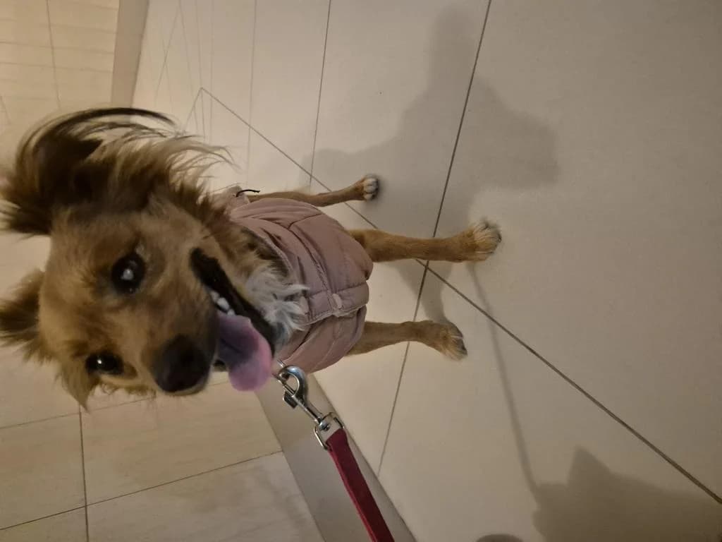 PETIFYC11118 photo 2