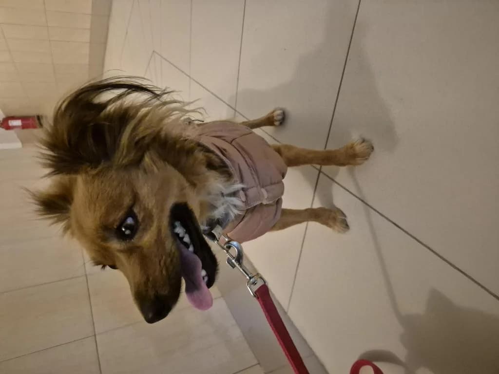 PETIFYC11118 photo 3