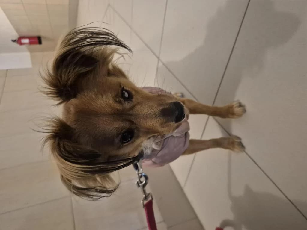 PETIFYC11118 photo 4