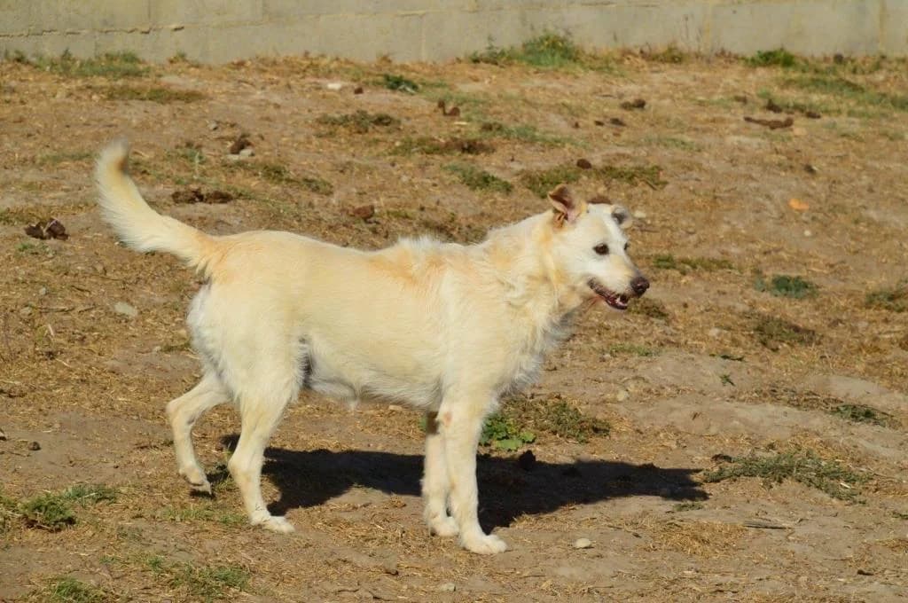 PETIFYC11118 photo 7