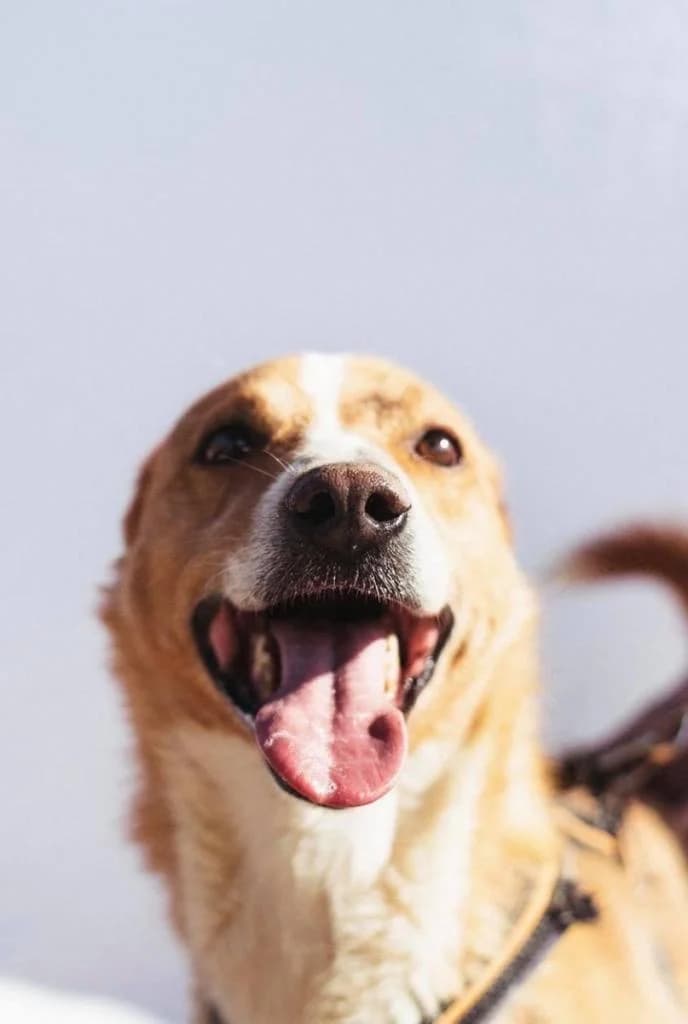 PETIFYC11118 photo 8