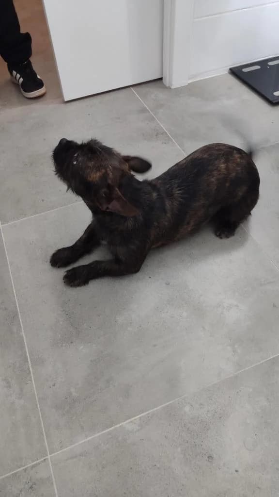 PETIFYC11127 photo 2