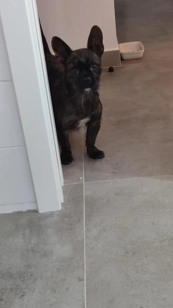 PETIFYC11127 photo 3