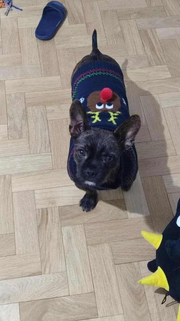 PETIFYC11127 photo 4