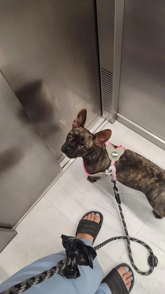 PETIFYC11127 photo 5