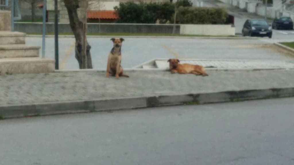 PETIFYC11127 photo 8