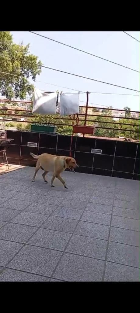 PETIFYC11136 photo 2