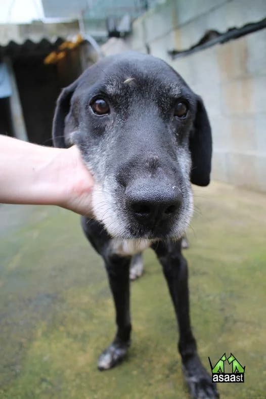 PETIFYC11136 photo 5