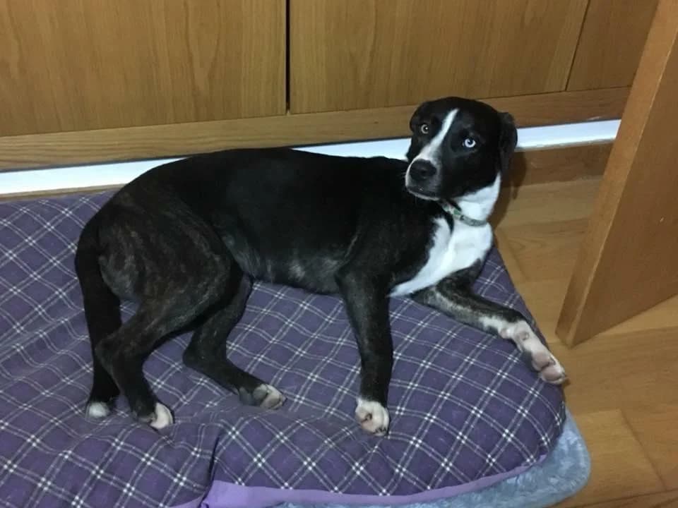 PETIFYC11136 photo 6