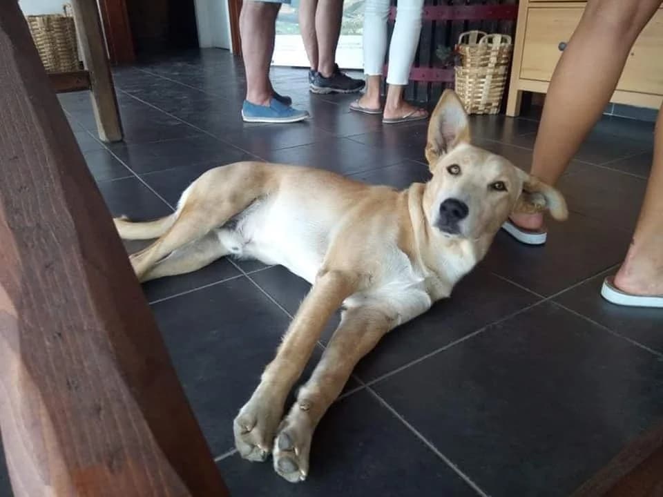 PETIFYC11136 photo 8