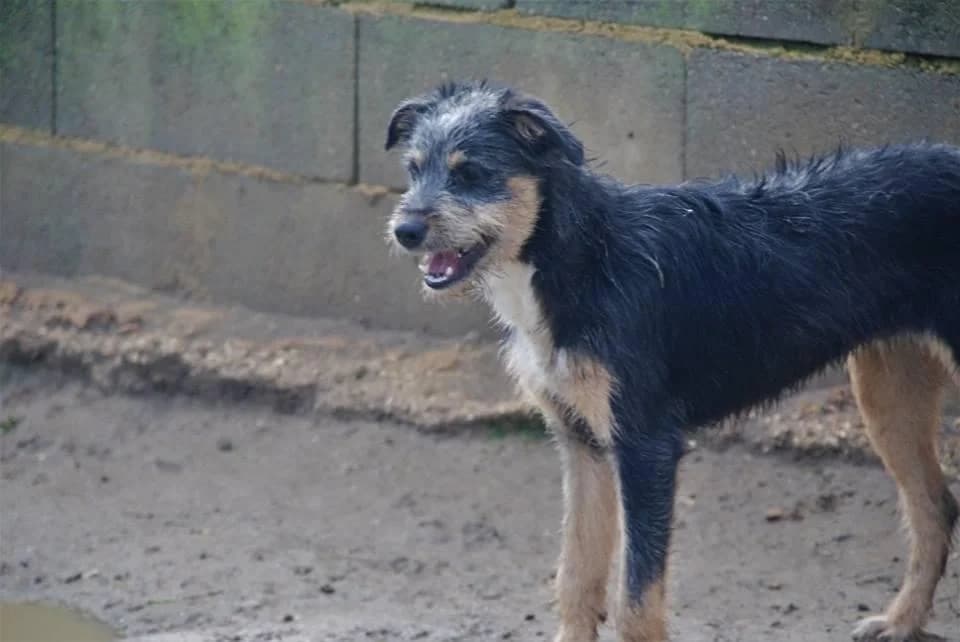 PETIFYC11141 photo 4