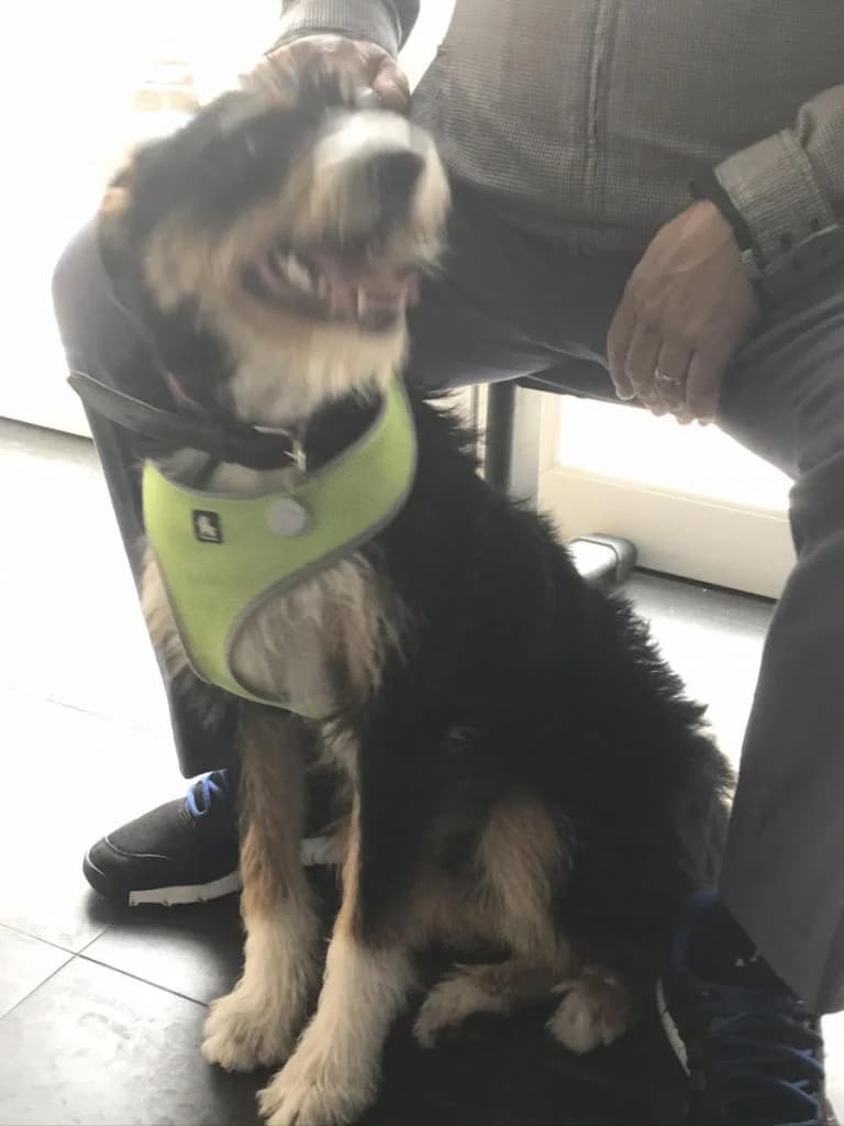 PETIFYC11141 photo 5