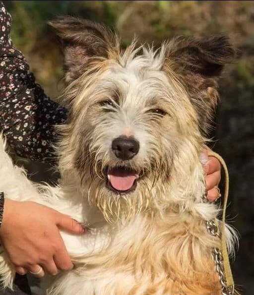 PETIFYC11141 photo 6