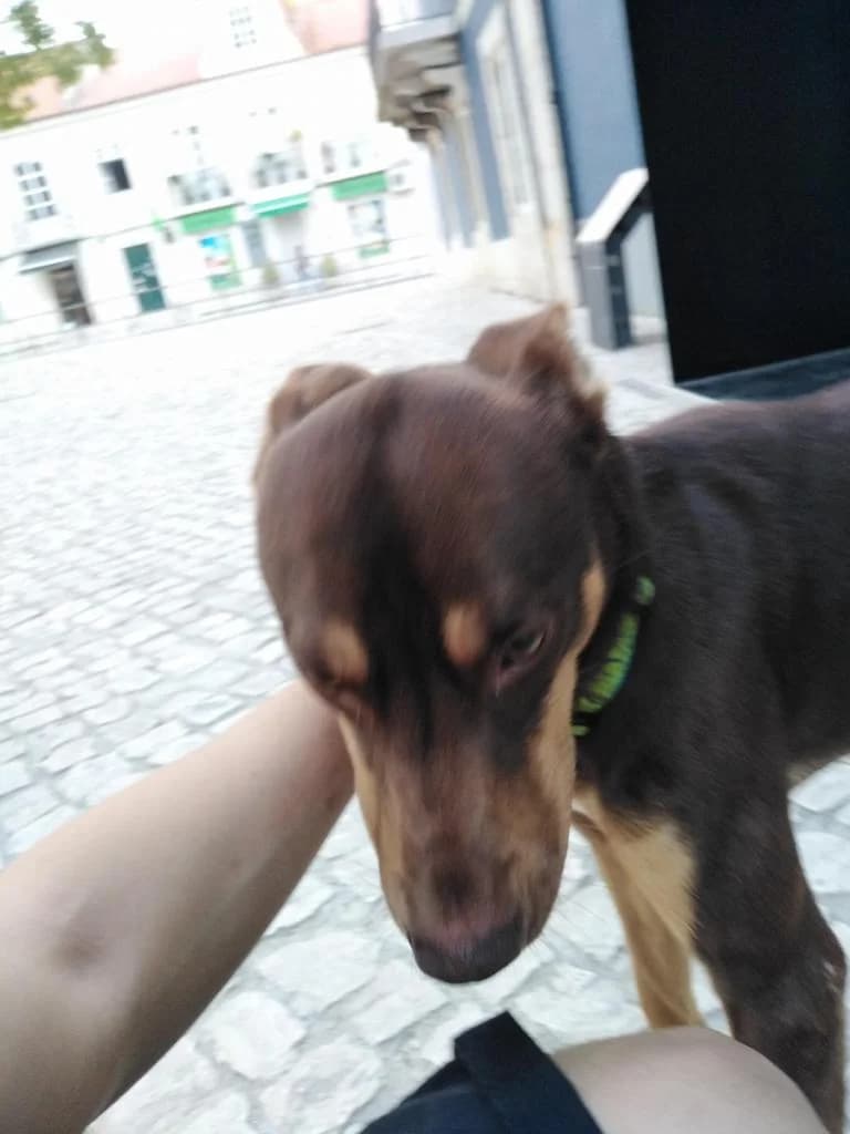 PETIFYC11141 photo 7