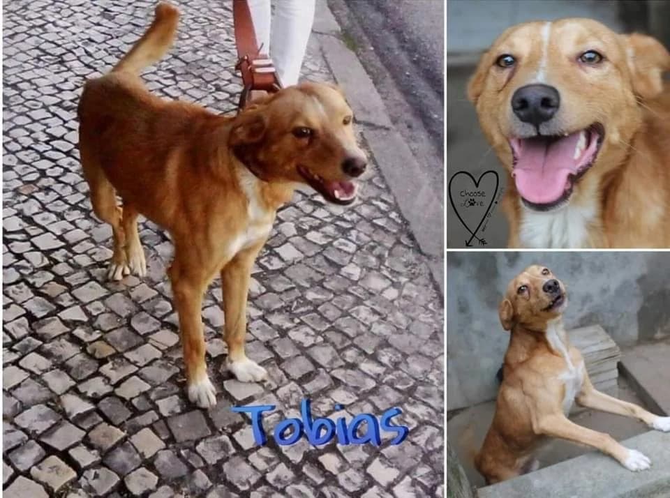 PETIFYC11141 photo 8