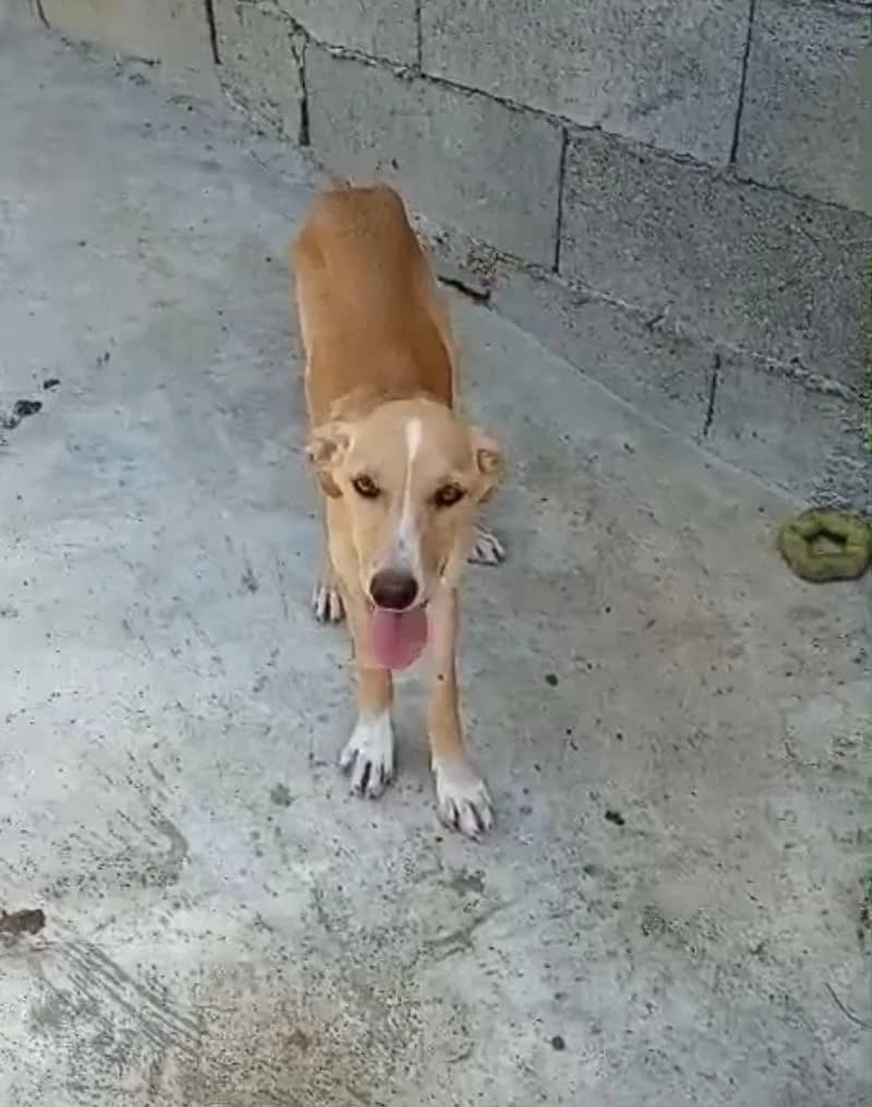 PETIFYC11150 photo 2