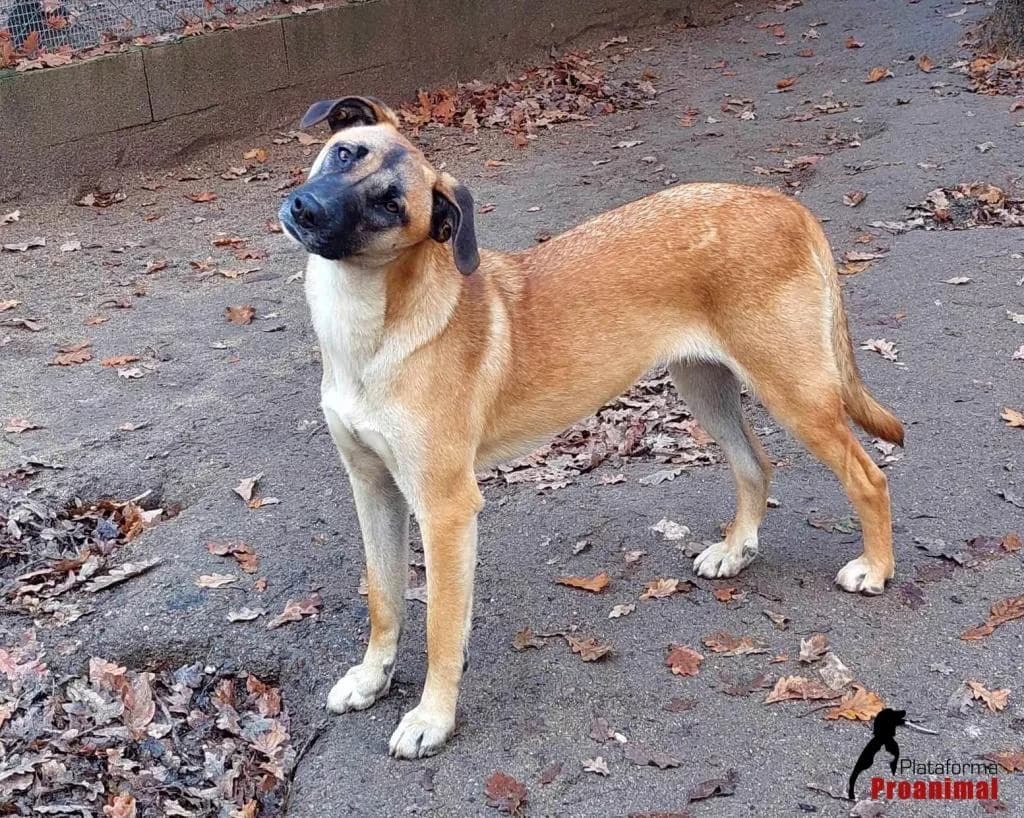 PETIFYC11150 photo 6