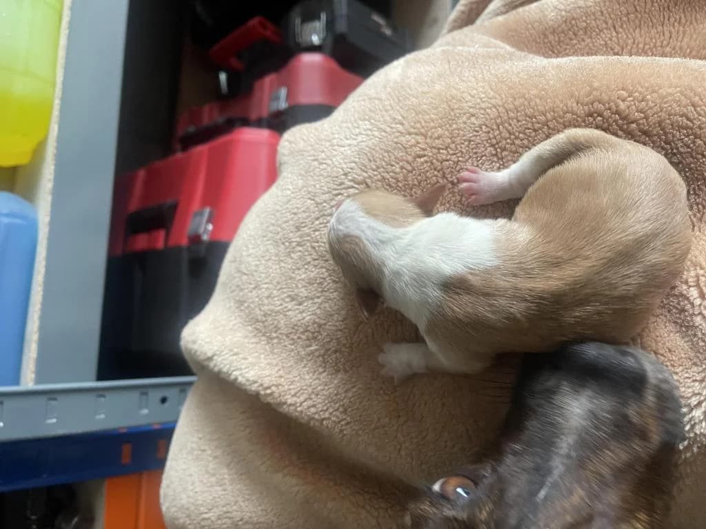 PETIFYC11150 photo 8