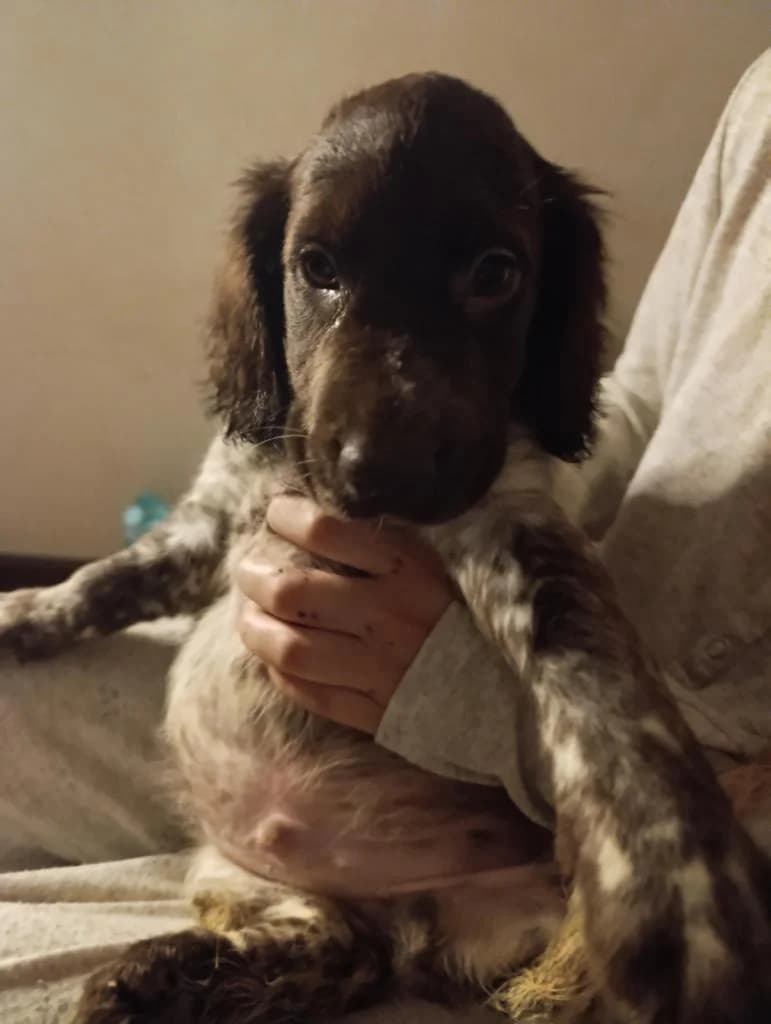 PETIFYC11151 photo 4