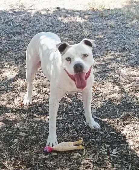 PETIFYC11151 photo 5