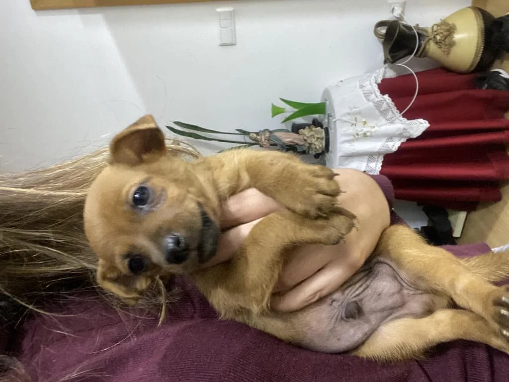 PETIFYC11151 photo 6