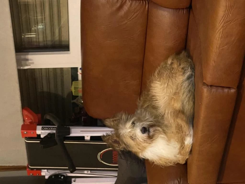 PETIFYC11151 photo 8