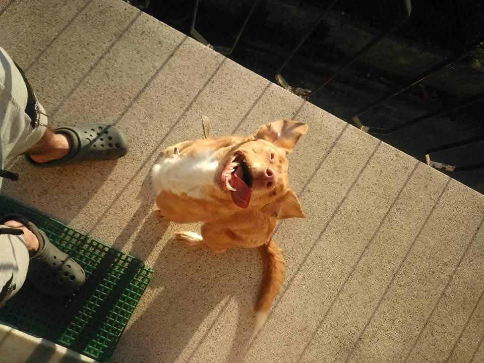 PETIFYC11155 photo 2