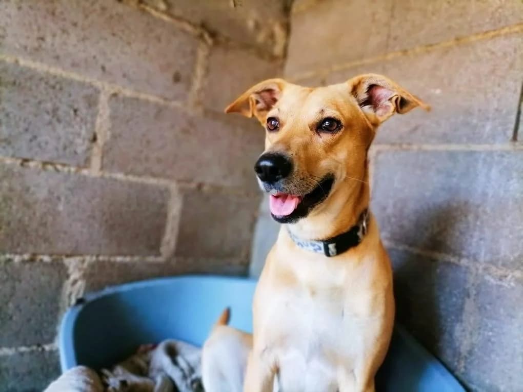 PETIFYC11155 photo 5