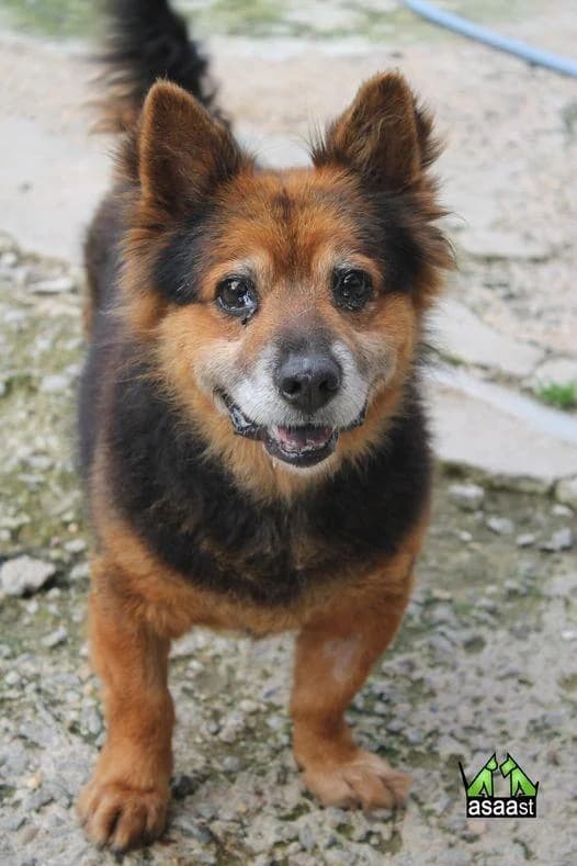 PETIFYC11155 photo 7